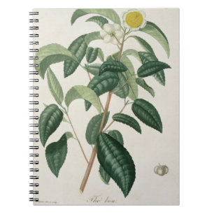 Camellia Thea from 'Phytographie Medicale' by Jose Notebook