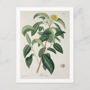 Camellia Thea from 'Phytographie Medicale' by Jose Postcard