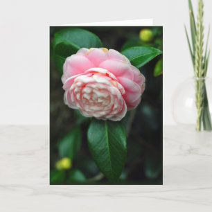 Camellia Valentine Holiday Card