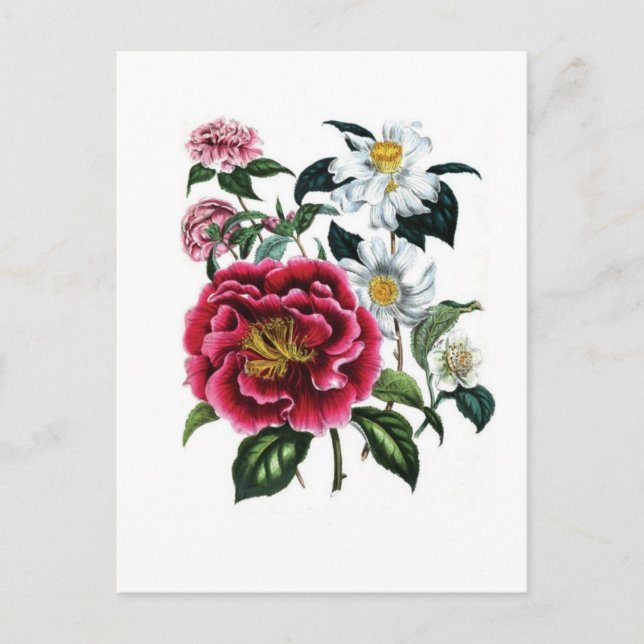 Camellias by Jane Loudon Postcard (Front)