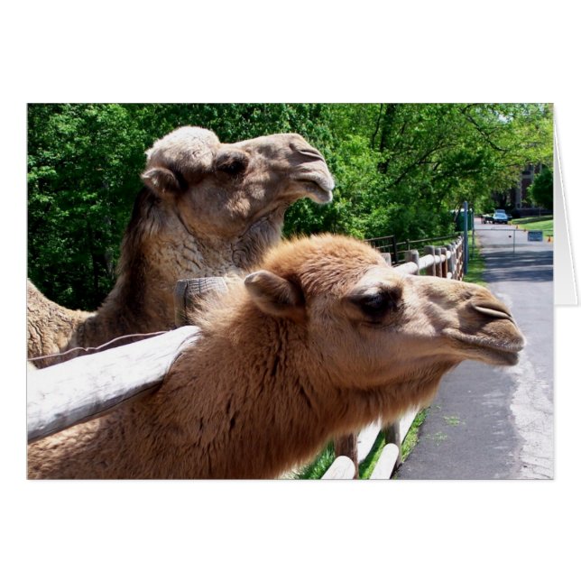 Camels (Front Horizontal)