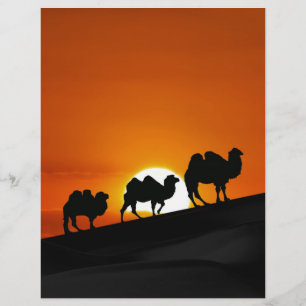 Camels at sunset