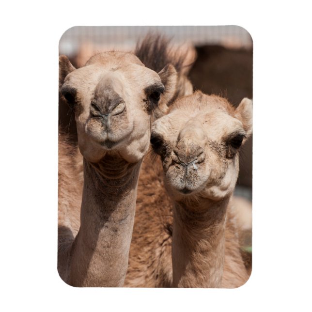 Camels at the Camel market in Al Ain near Dubai Magnet (Vertical)