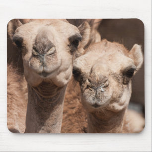 Camels at the Camel market in Al Ain near Dubai Mouse Mat