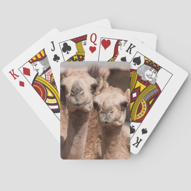 Camels at the Camel market in Al Ain near Dubai Playing Cards (Back)
