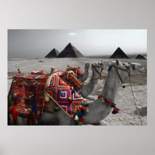 Camels at the Pyramids Poster