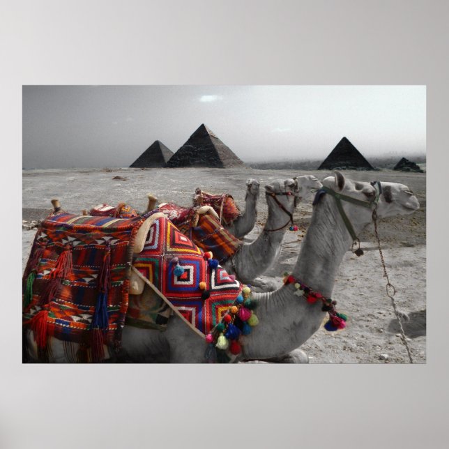 Camels at the Pyramids Poster (Front)