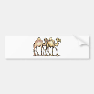 Camels Bumper Sticker