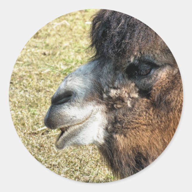 CAMELS CLASSIC ROUND STICKER (Front)