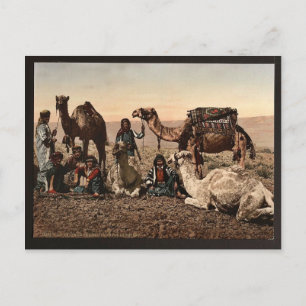 Camels halting in the desert, Holy Land vintage Ph Postcard