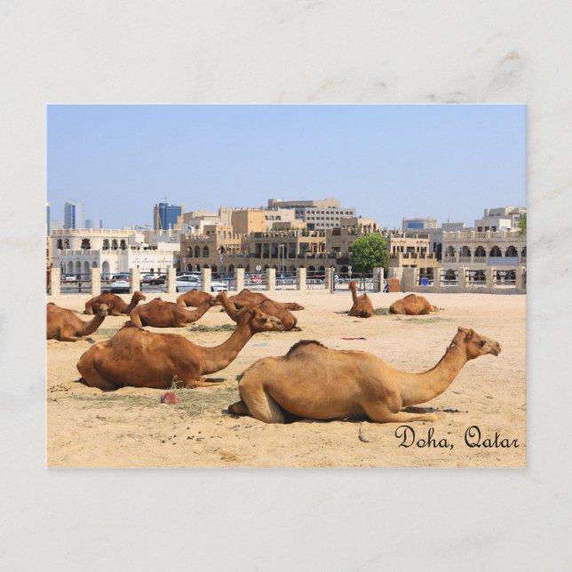 Camels in Doha Postcard (Front)