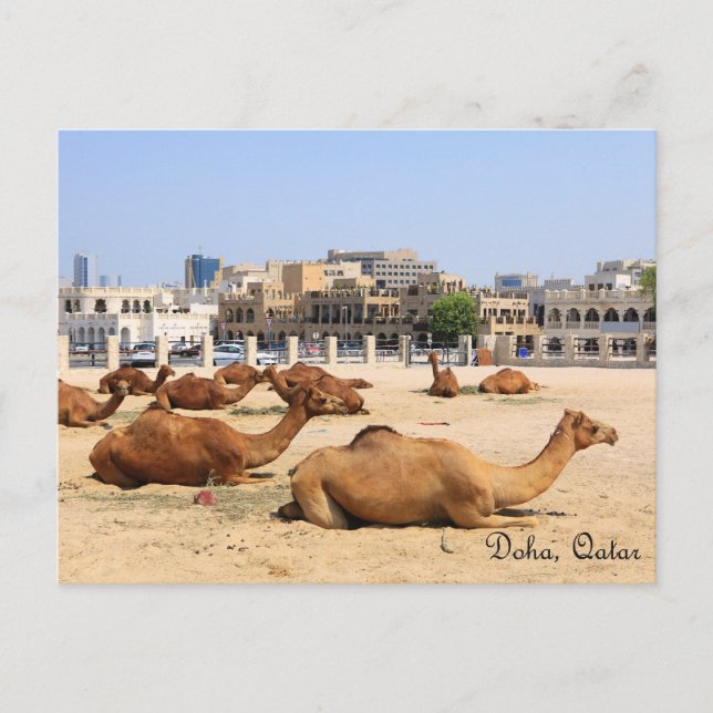 Camels in Doha Postcard (Front)
