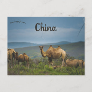 Camels in Inner Mongolia China Postcard