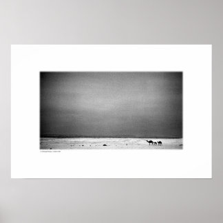 Camels in Jordan Desert (B&W) Poster