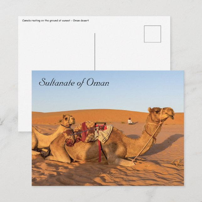 Camels in Oman desert Postcard (Front/Back)