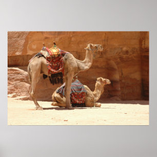 Camels in Petra Poster