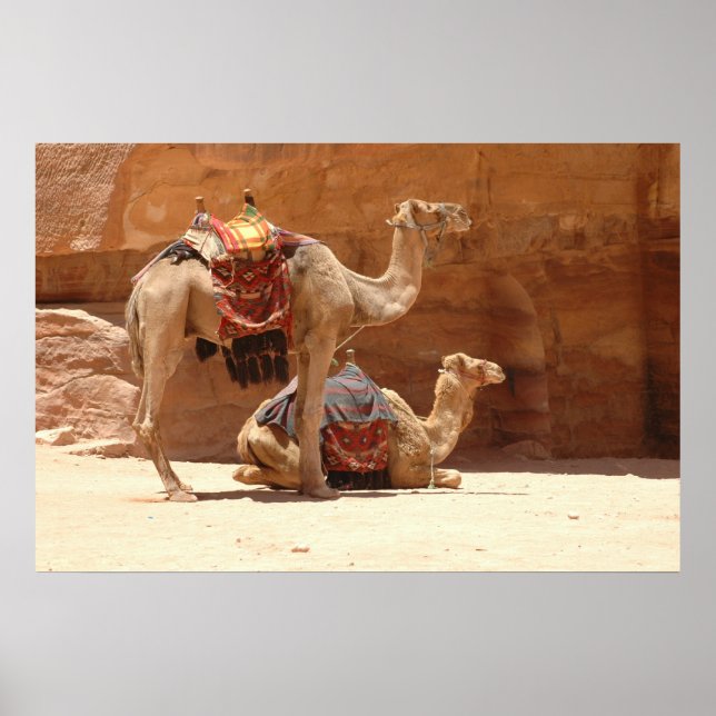 Camels in Petra Poster (Front)