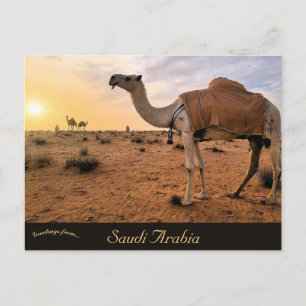 Camels in Saudi Arabia Postcard