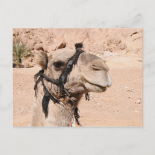 Camels in the desert at St. Catherine's Postcard