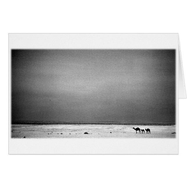 Camels in the Desert - Jordan 1990 (Front Horizontal)