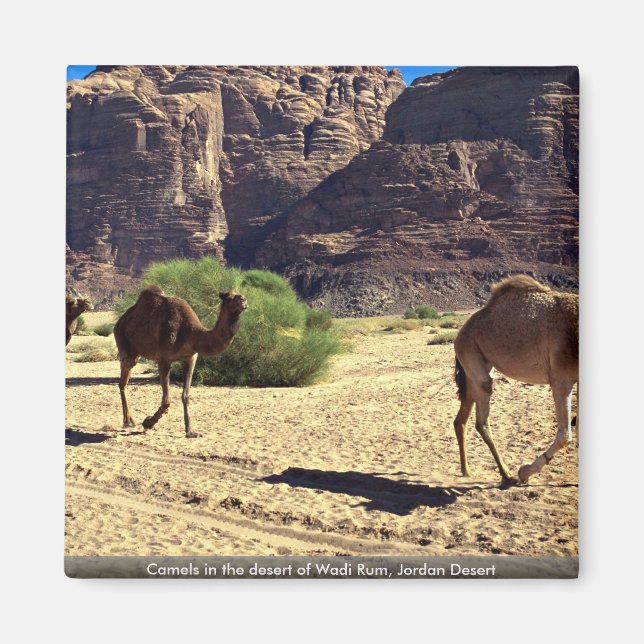 Camels in the desert of Wadi Rum, Jordan Desert Magnet (Front)