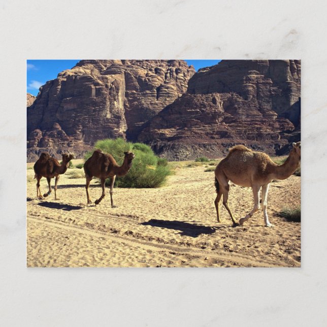 Camels in the desert of Wadi Rum, Jordan Desert Postcard (Front)