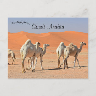 Camels in the Desert Saudi Arabia Postcard
