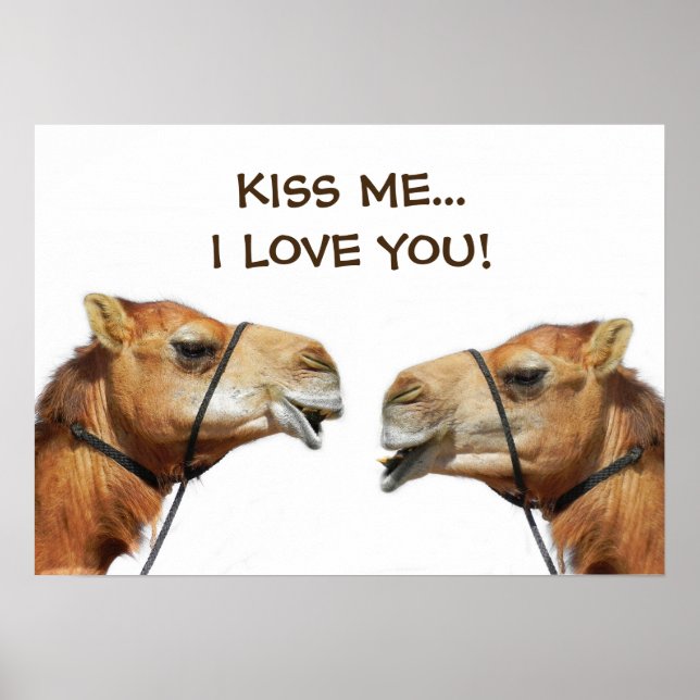 Camels Kissing Funny Poster (Front)