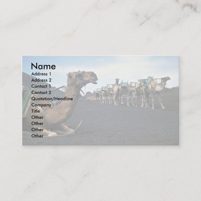 Camels, Lanzarote Business Card (Front)