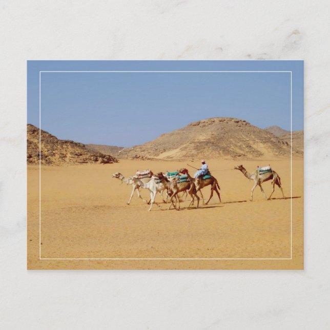 Camels near Wadi El-Seboua Temple, Egypt Postcard (Front)