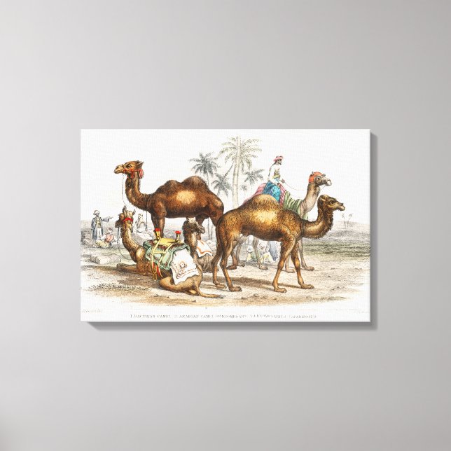 Camels of India Vintage Illustration, 1820 Canvas Print (Front)