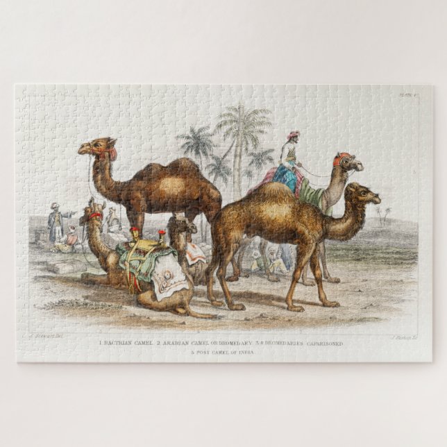 Camels of India Vintage Illustration, 1820 Jigsaw Puzzle (Horizontal)