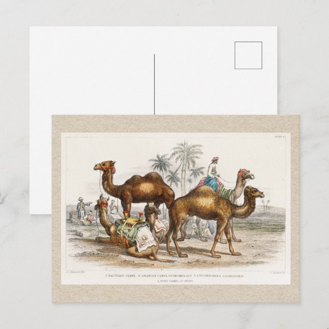 Camels of India Vintage Illustration, 1820 Postcard (Front/Back)