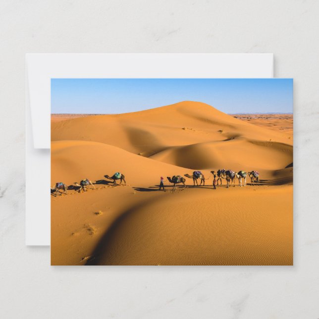 camels on desert under blue sky (Front)