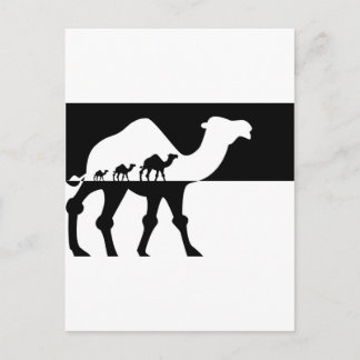 Camels Postcard