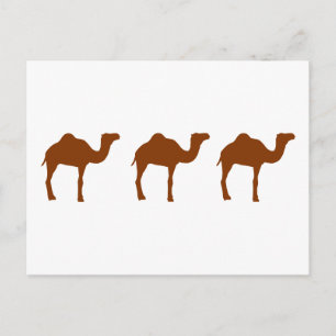 Camels Postcard