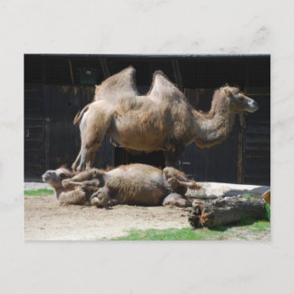 Camels Postcard