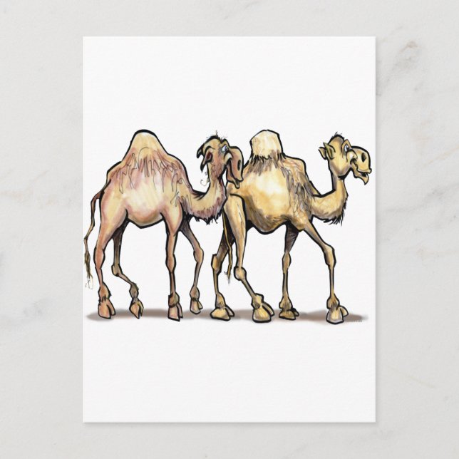 Camels Postcard (Front)