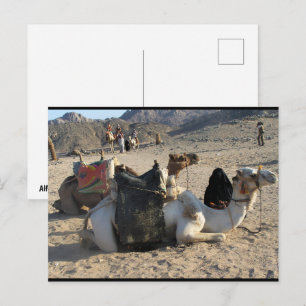 Camels Resting in Desert Postcard