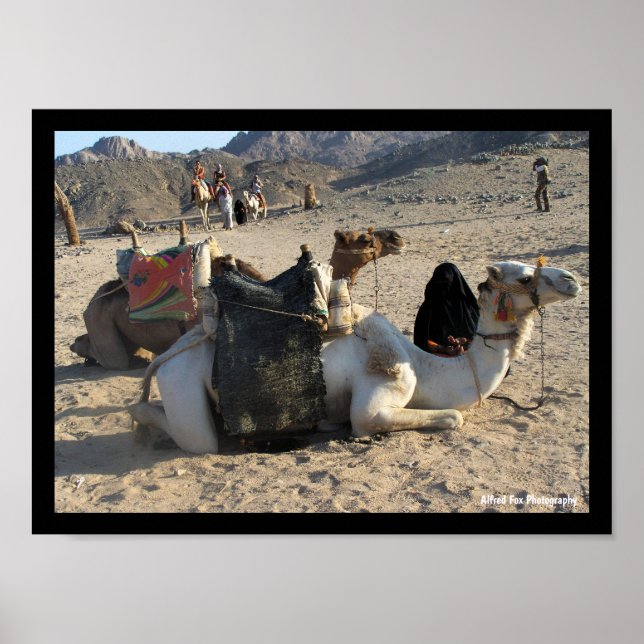 Camels Resting in Desert Poster (Front)