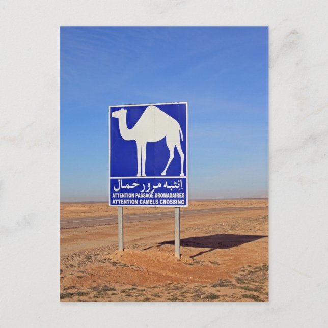 Camels sign, Tunisia Postcard (Front)