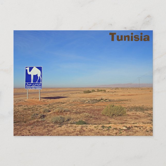 Camels sign, Tunisia Postcard (Front)