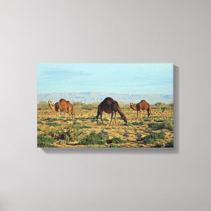 Camels, Tunisia Canvas Print