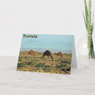 Camels, Tunisia Card