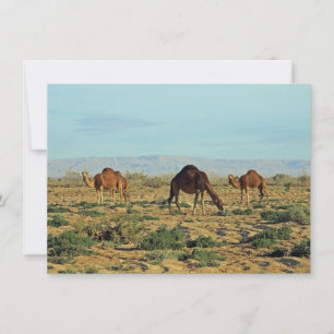 Camels, Tunisia Card