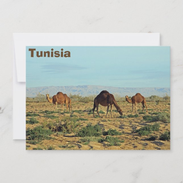 Camels, Tunisia card (Front)