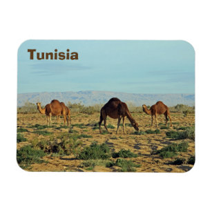 Camels, Tunisia Magnet