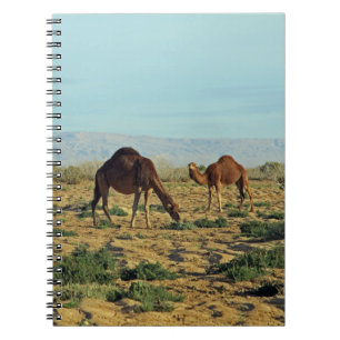 Camels, Tunisia Notebook
