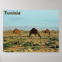 Camels, Tunisia