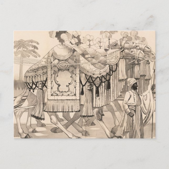 Camels Walking Dressed In Costume Postcard (Front)